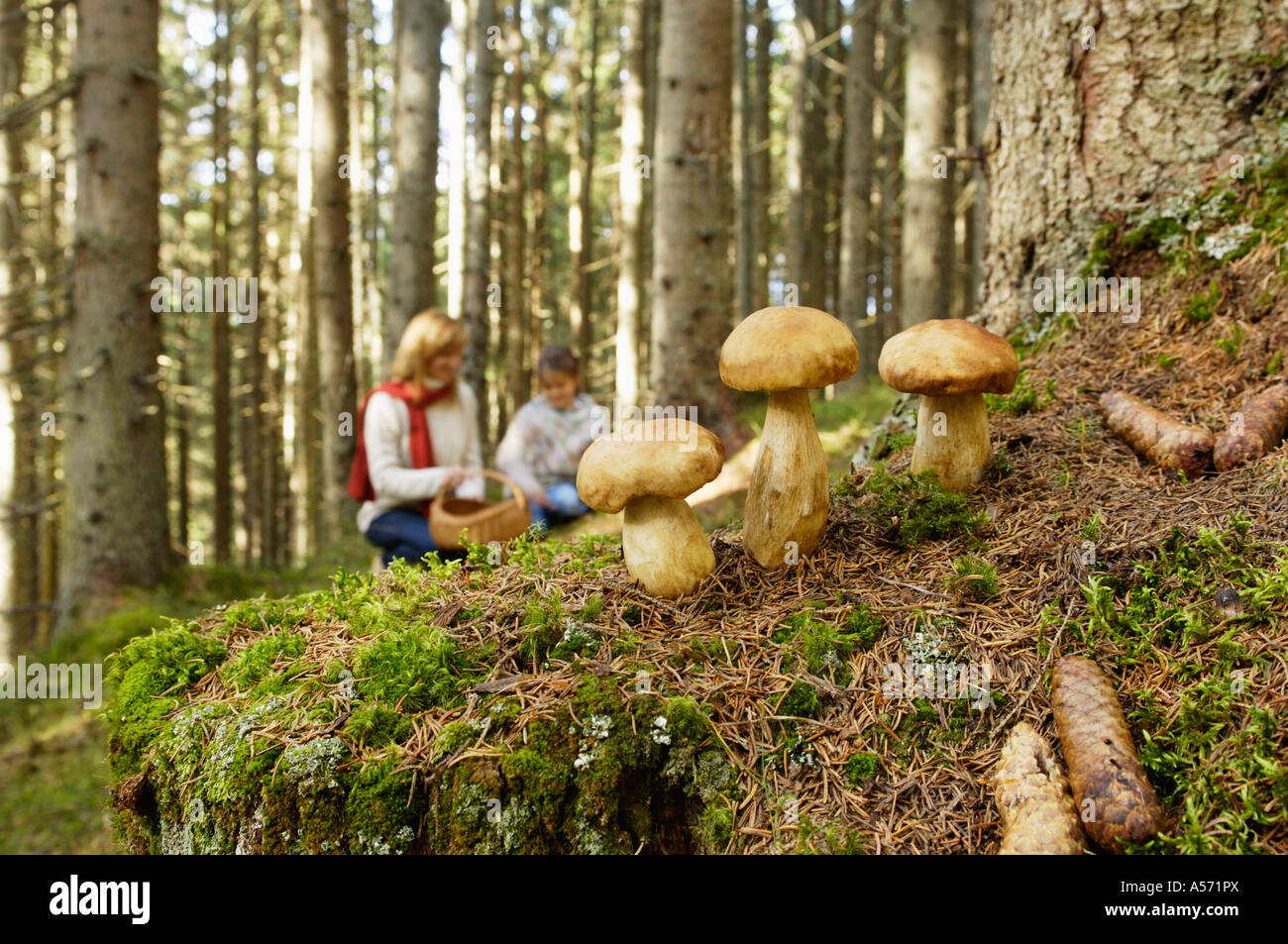 Mutter und Tochter suchen Pilze im Wald Stockfoto