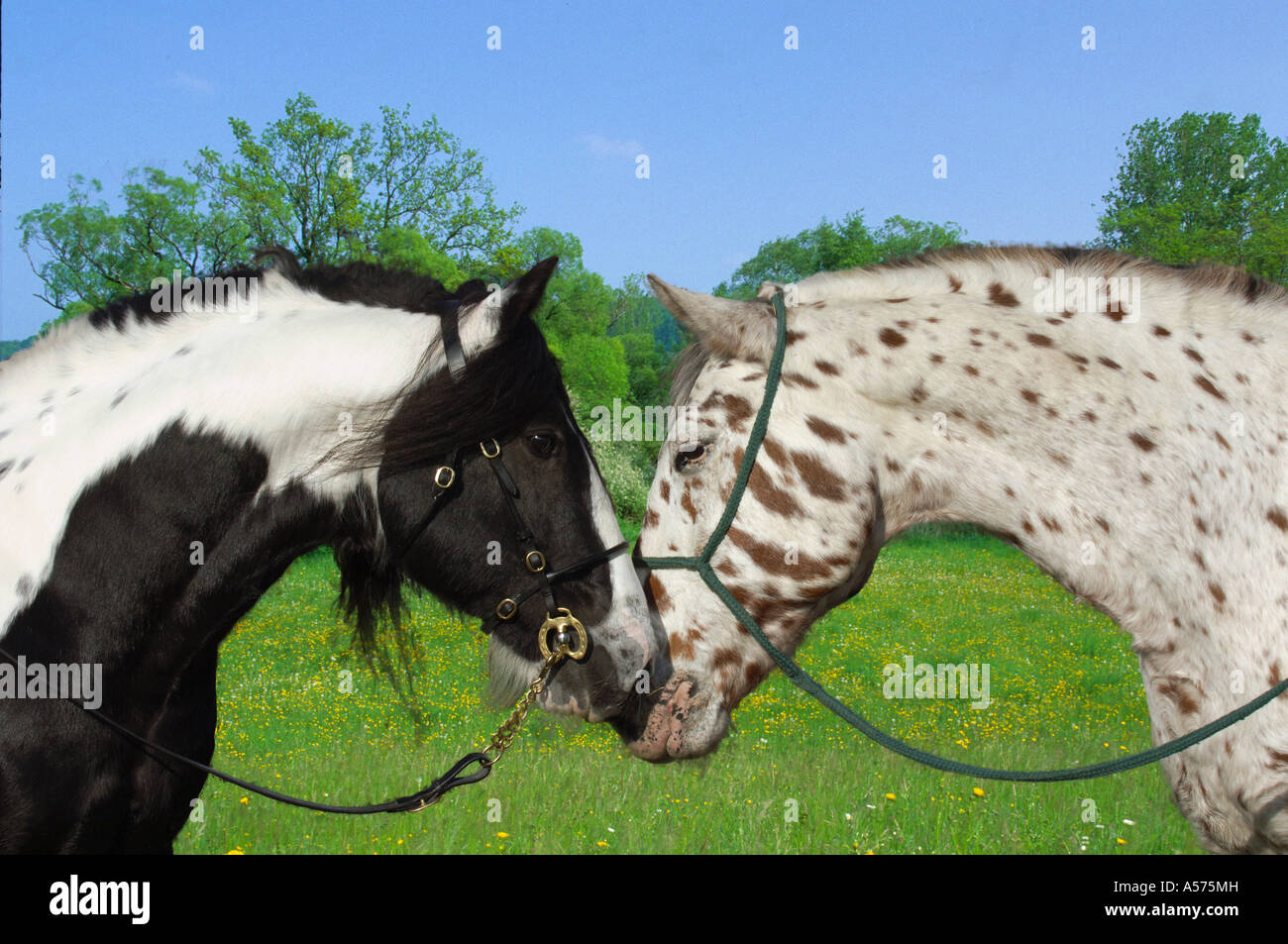 Tinkerhengst Und Knabstubberhengst Stockfoto