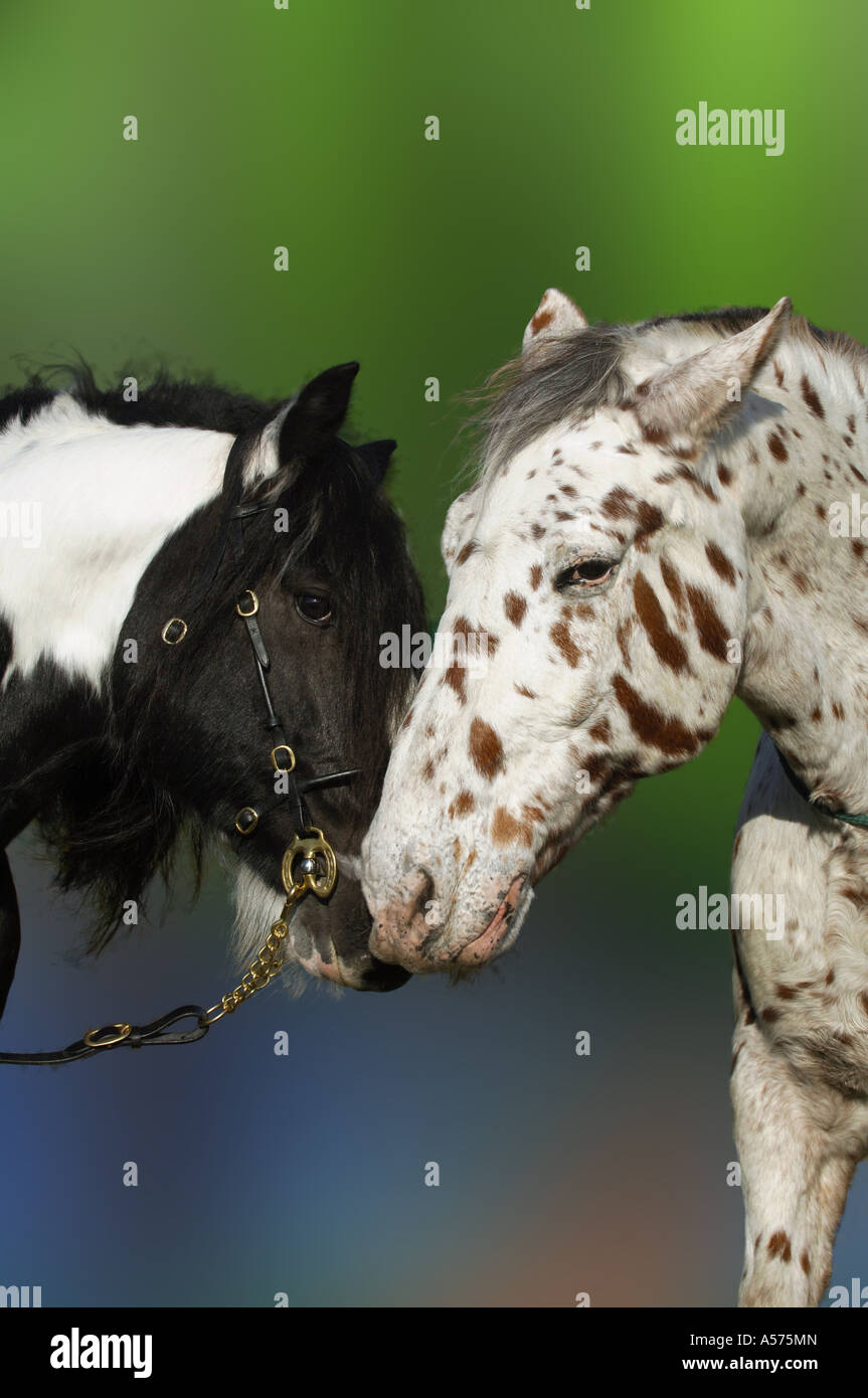 Tinkerhengst Und Knabstubberhengst Stockfoto