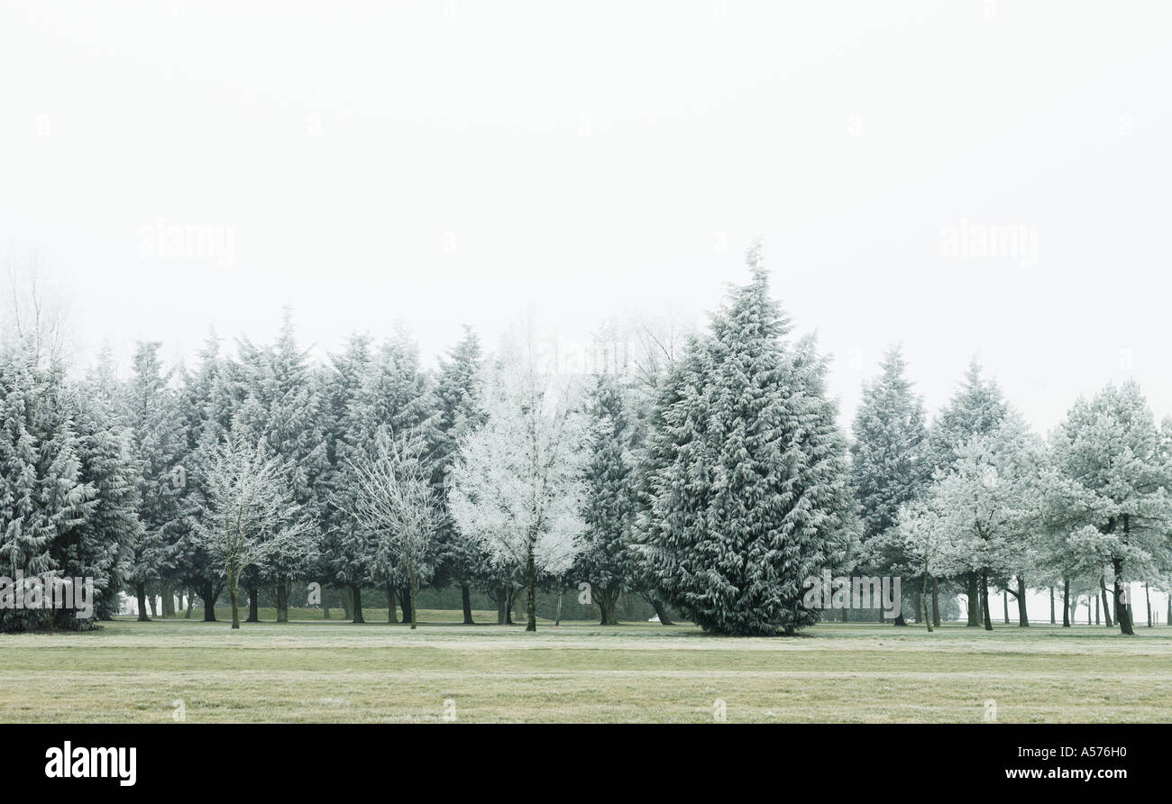 Winter-Baumreihe Stockfoto