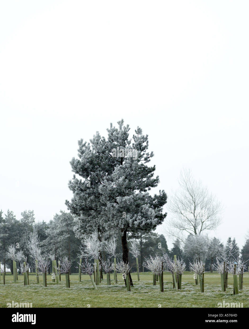 Ein Baum im Winter innerhalb einer Gruppe von Setzlingen Stockfoto