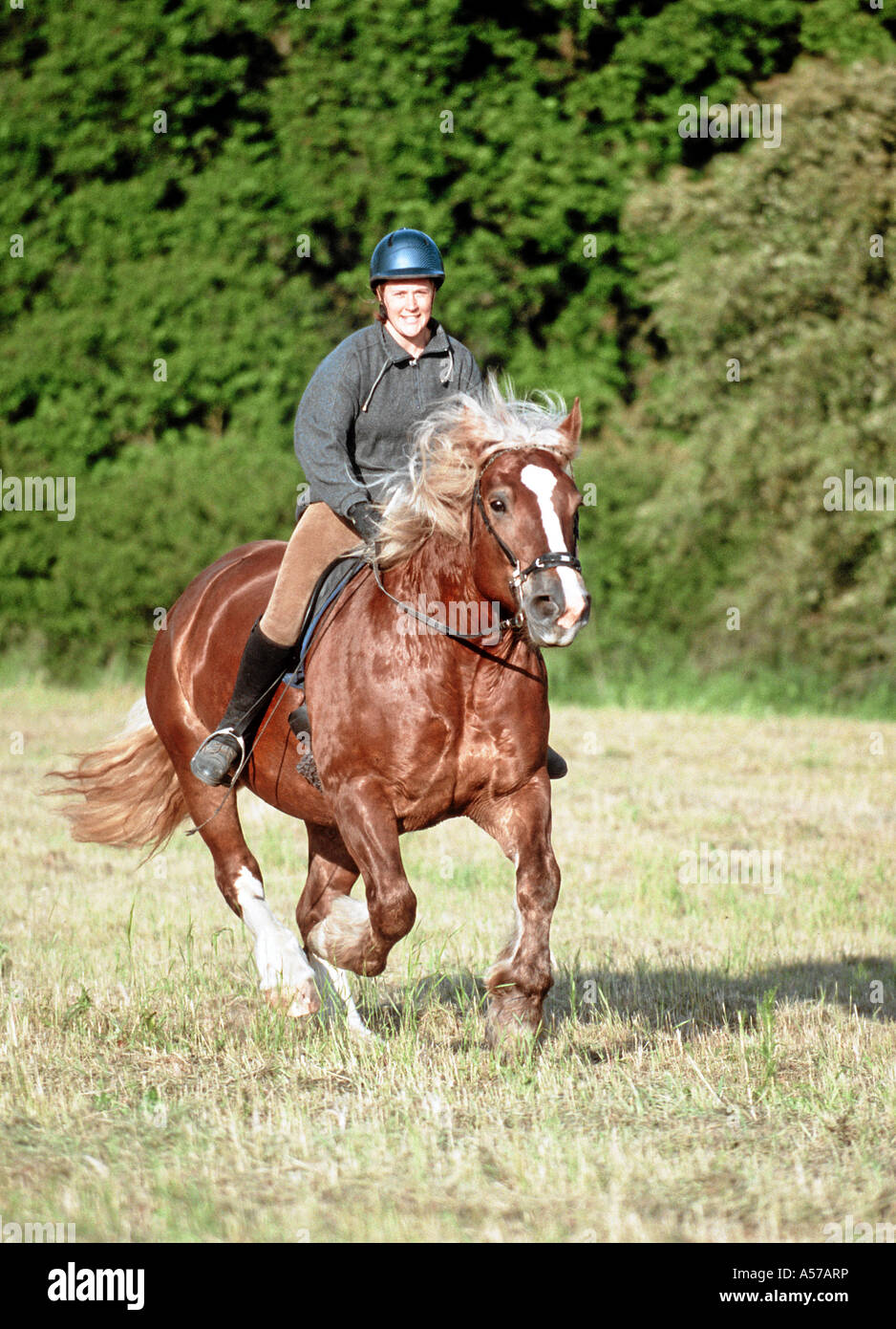 Deutsch Rheinisch Westfälisches Coldblood Pferd schweren Rheinisch