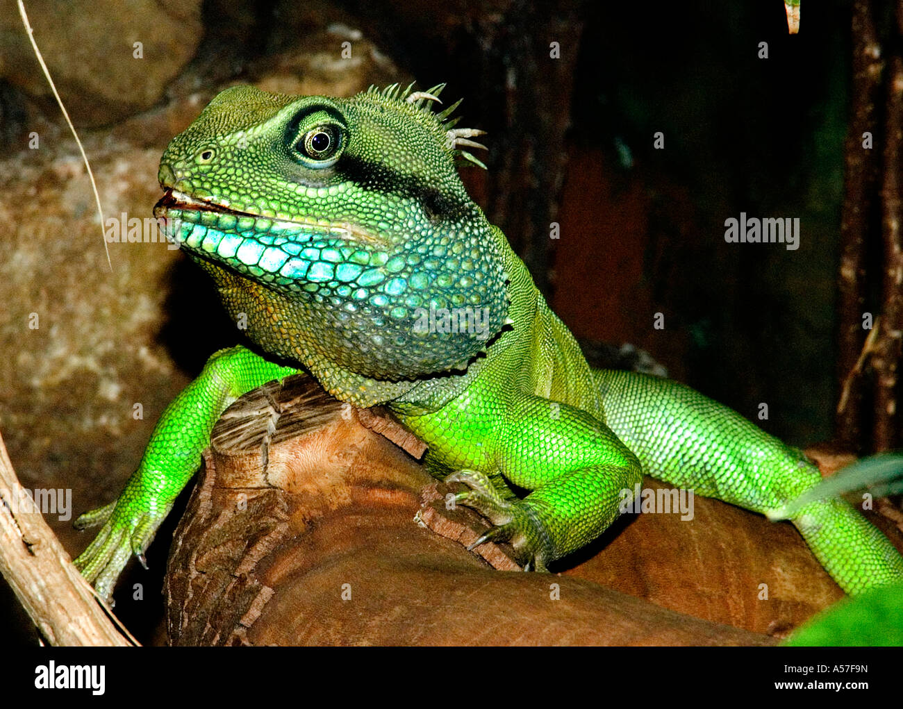 Peeling Lebensraum Echse Reptil grüner Leguan Stockfoto