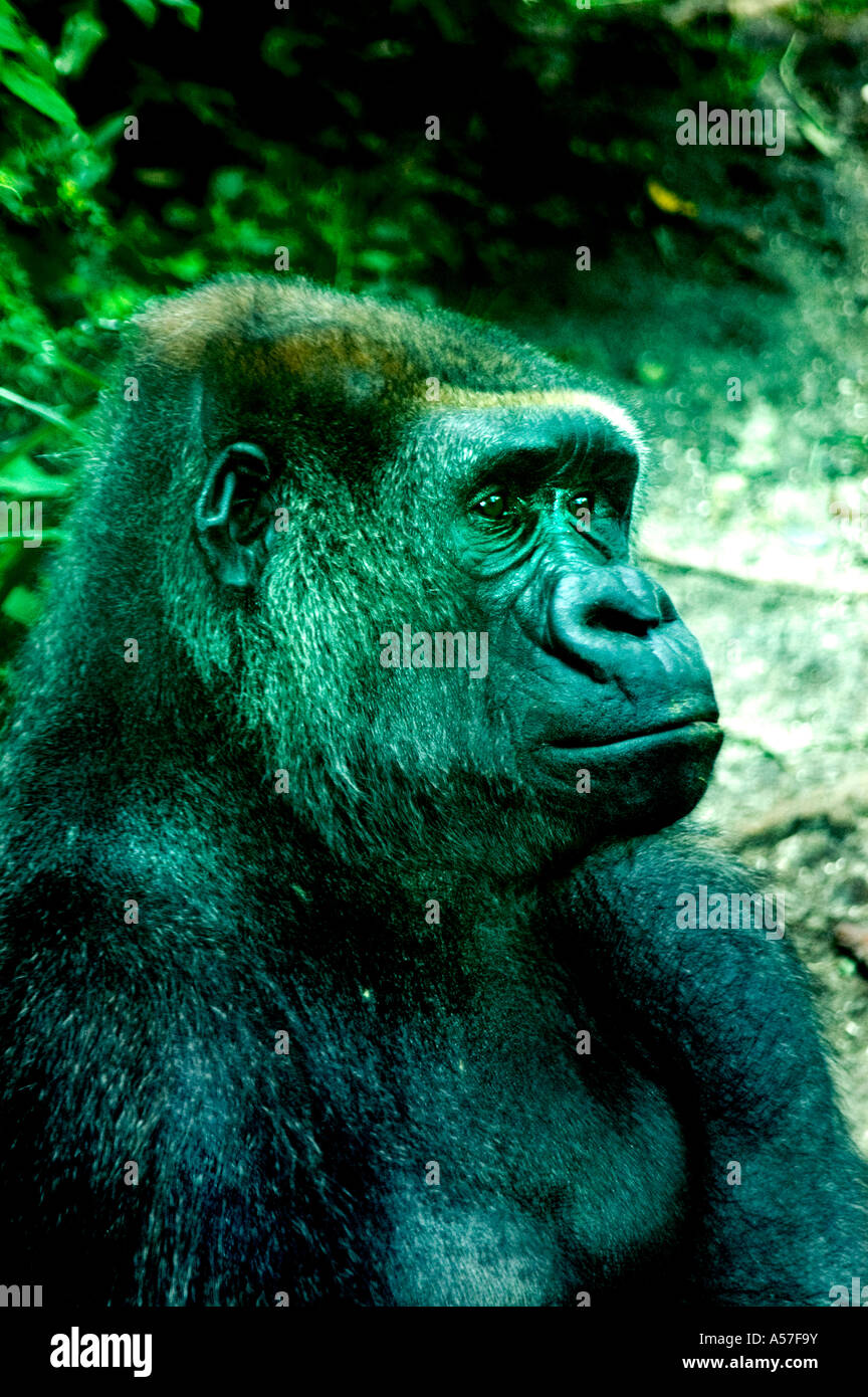Afrika Tiere Affen fearless furchtlos großen Gorilla Stockfoto