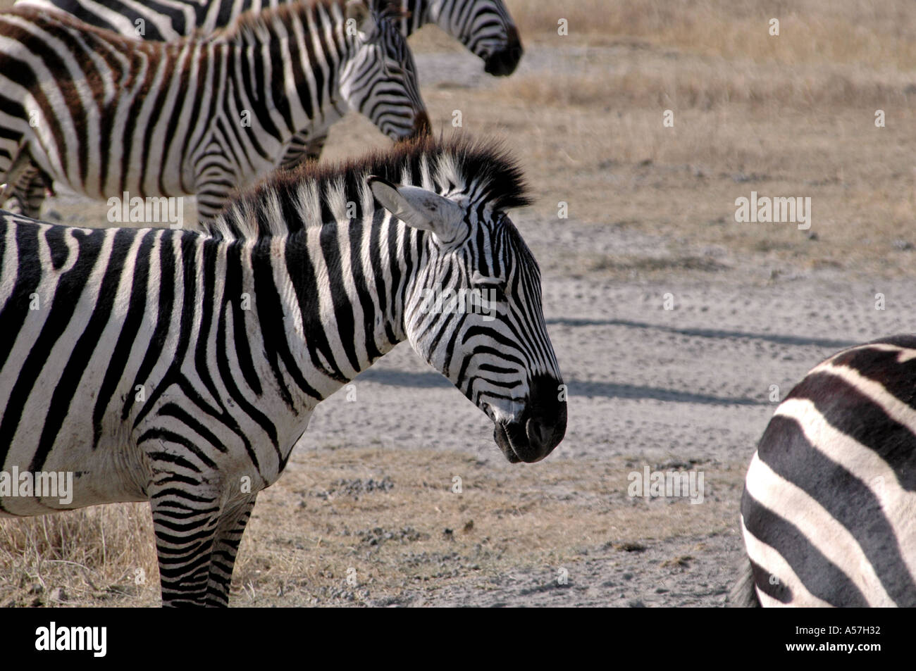 Zebra aus Tansania Stockfoto
