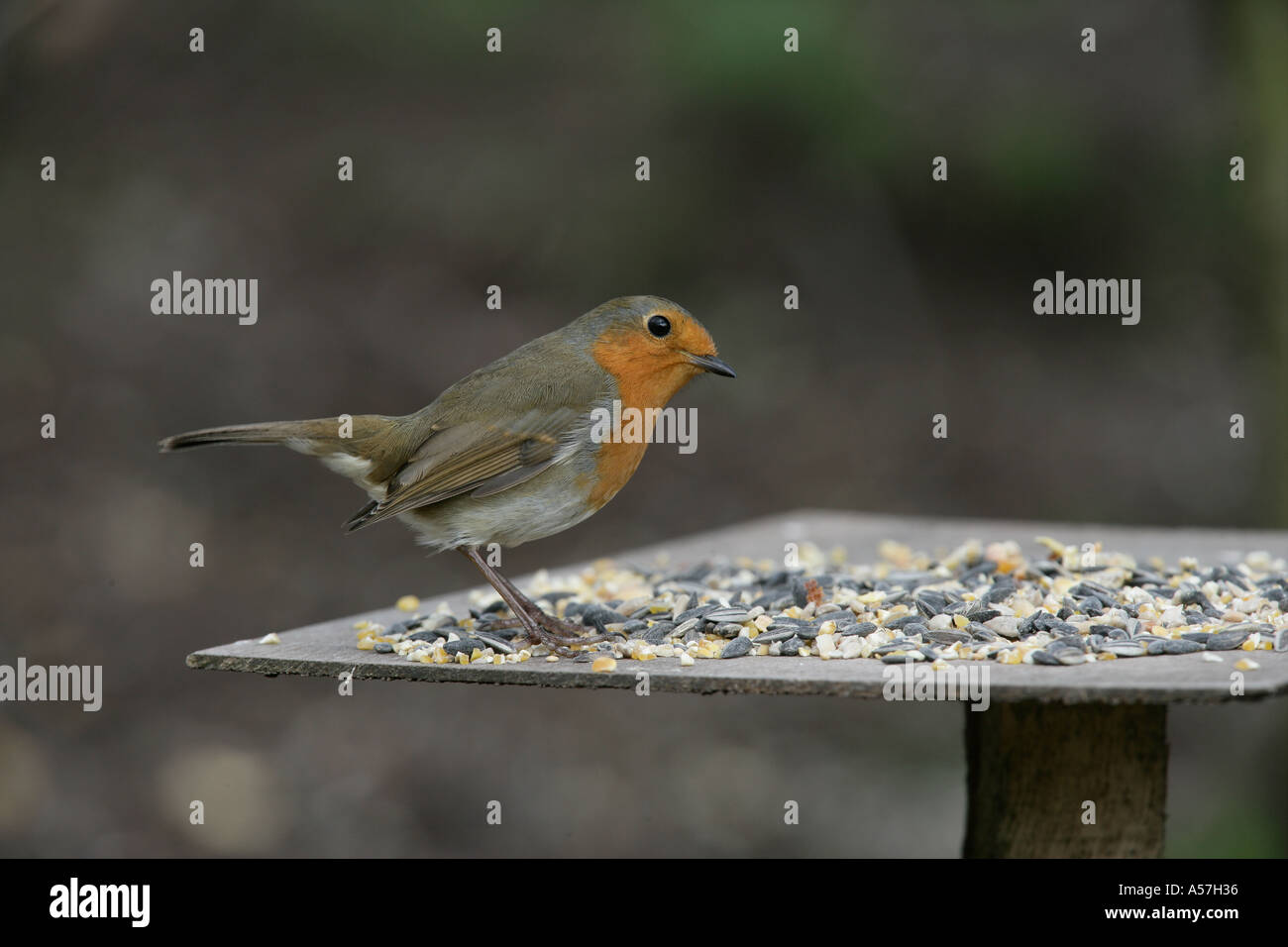 ROBIN Erithacus rubecula Stockfoto