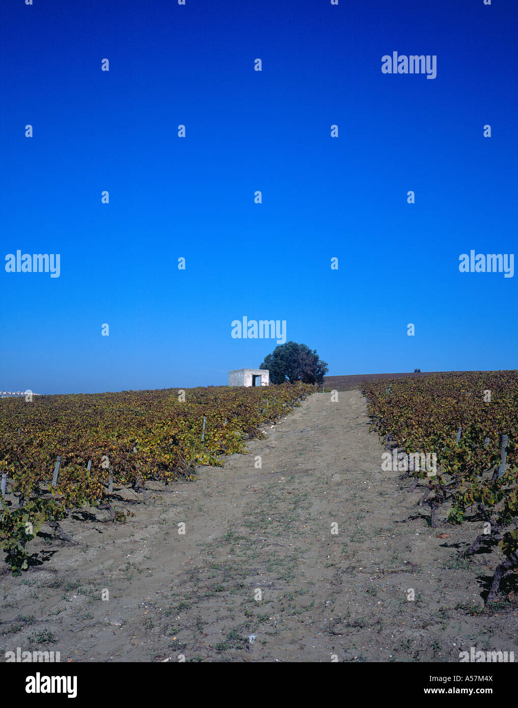 Weingut Straßendreck Kies Jerez De La Frontera Cadiz Andalusien Spanien Europa. Foto: Willy Matheisl Stockfoto
