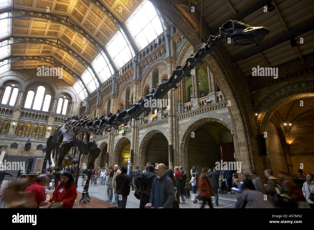 Atrium Interieur des Natural History Museum mit Dinosaurier-Skelett London SW7 Stockfoto