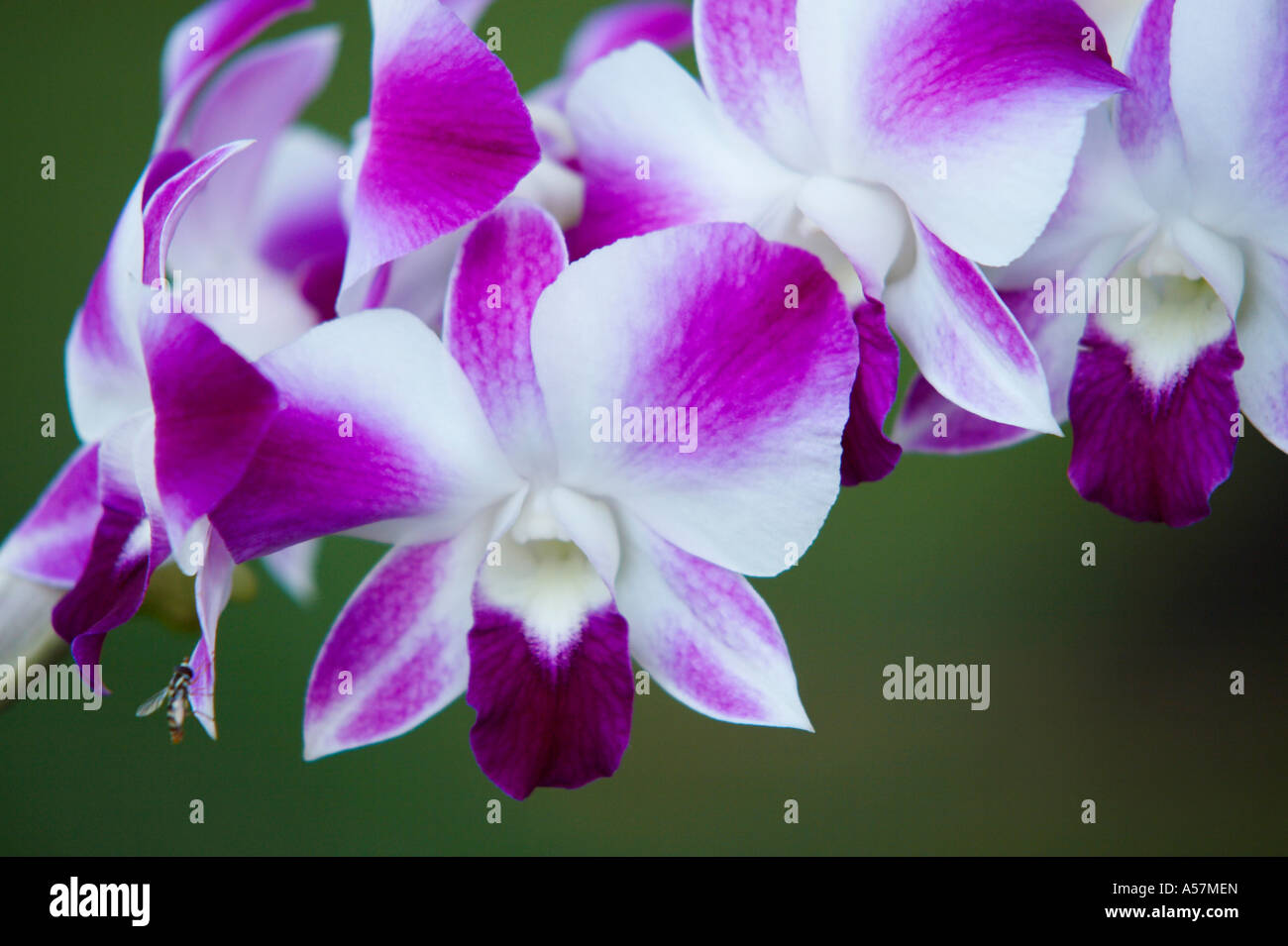 Lila und weißen tropische Orchidee, Kambodscha Stockfoto