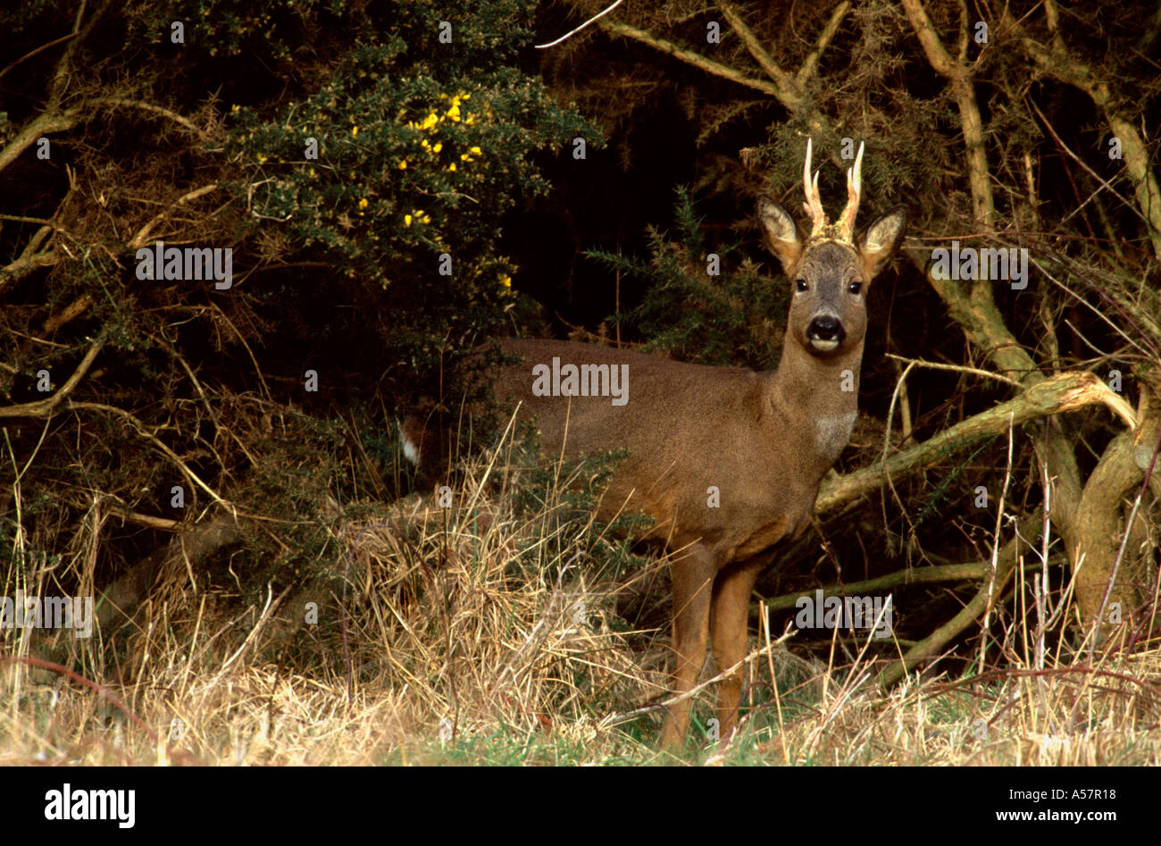 Reh Capreolus capreolus, Ansicht eines Buschhirsches, der zwischen Ginstersträuchern steht, Yorkshire, Großbritannien Stockfoto