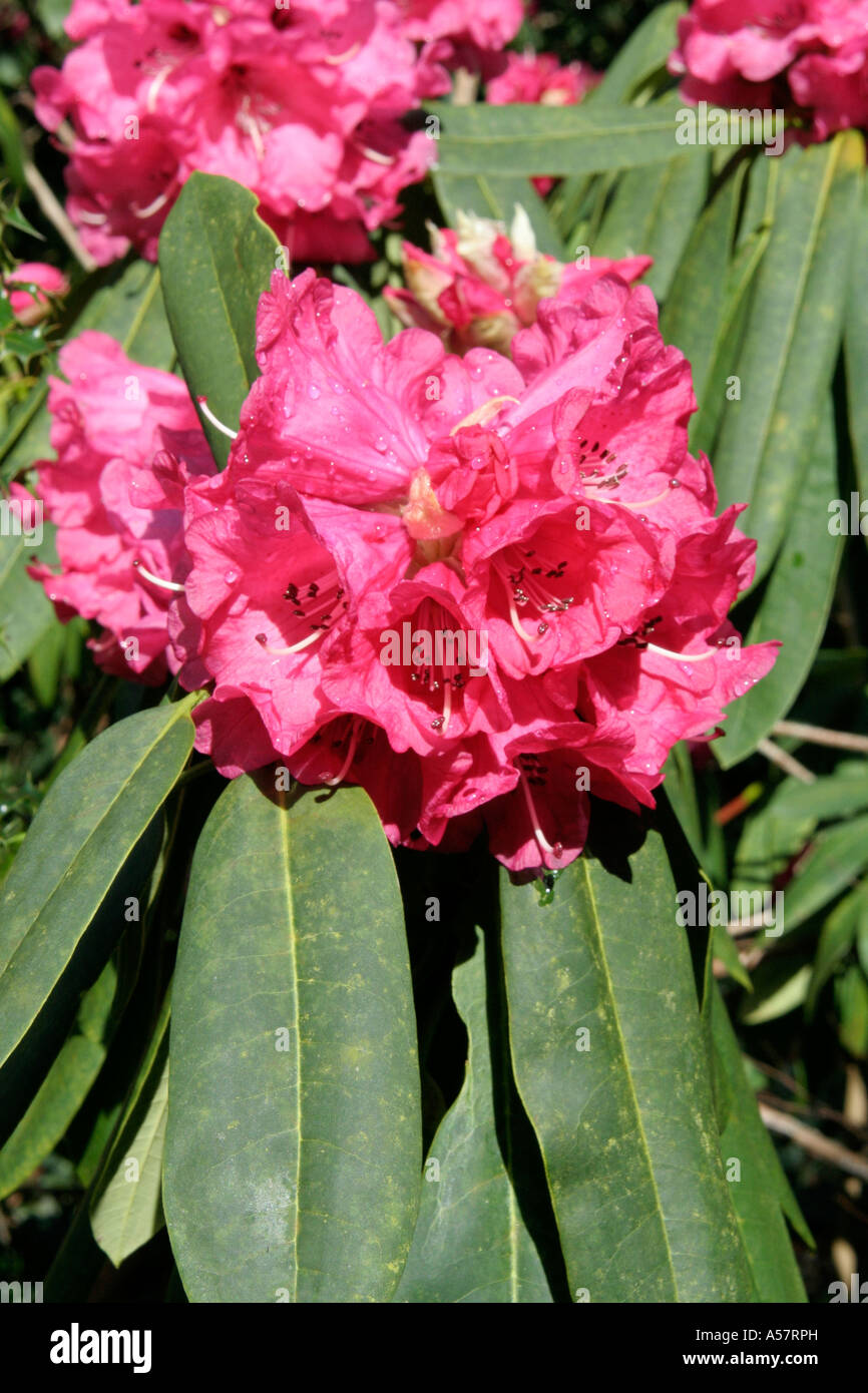 Rhododendron arboreum Stockfoto