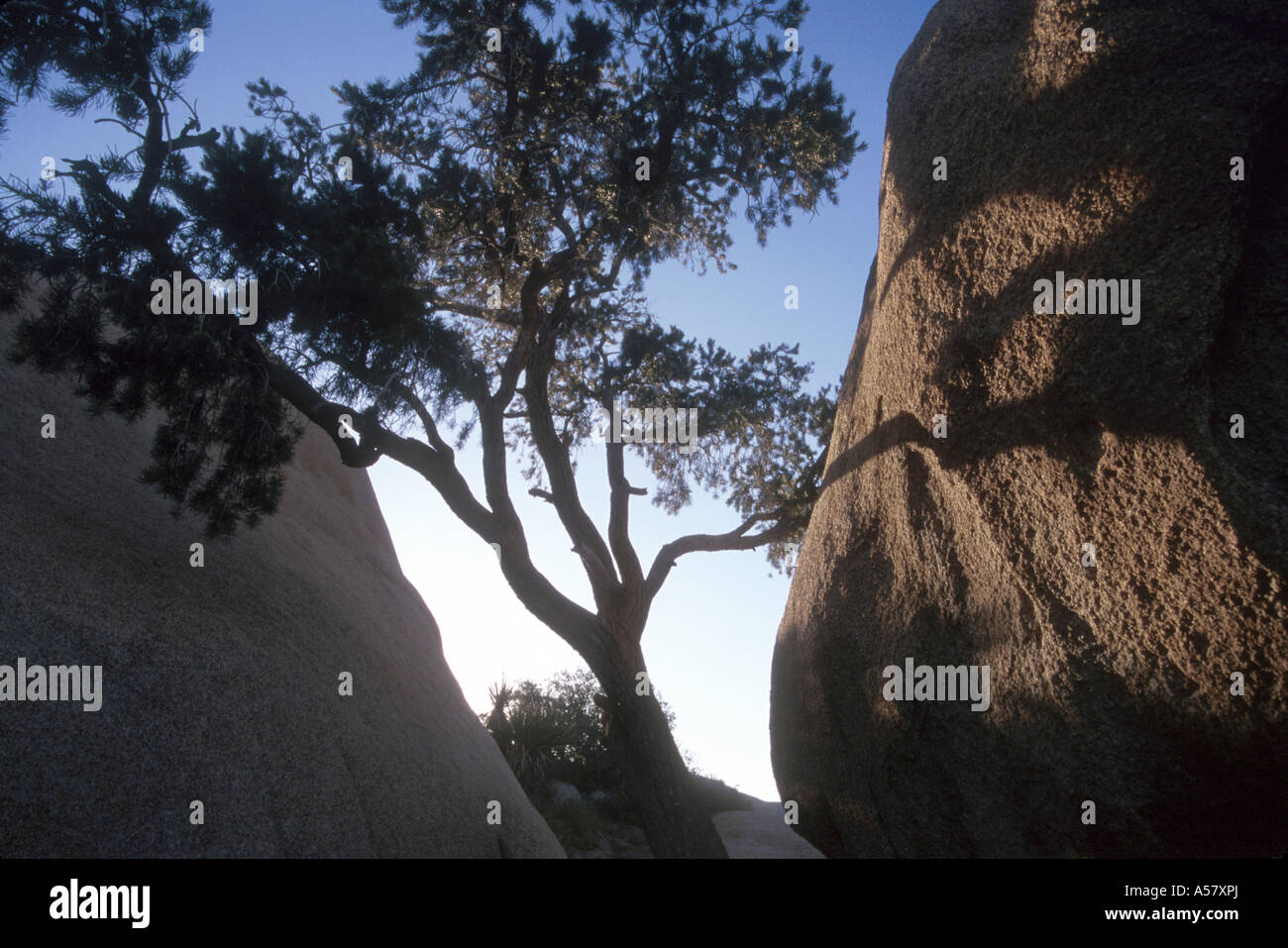 Painet ha2031 4104 Rock formationen Joshua Tree Nationalpark Kalifornien Usa Land entwickeln Nation wirtschaftlich entwickelt Stockfoto