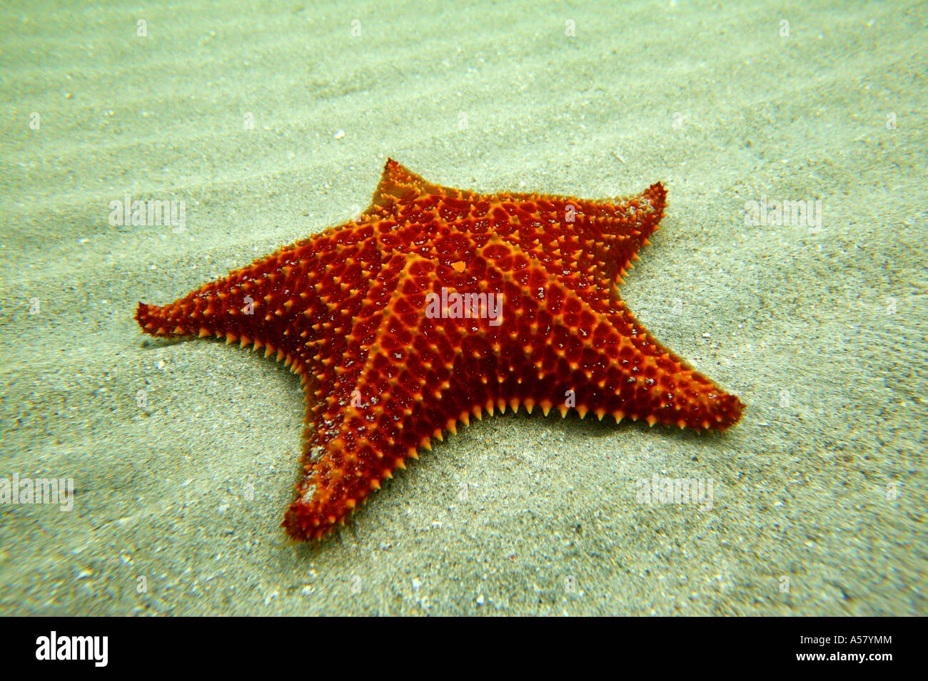 Riesige Seesterne unter Wasser an der Küste der Isla Colon, Provinz Bocas del Toro, Republik Panama. Stockfoto