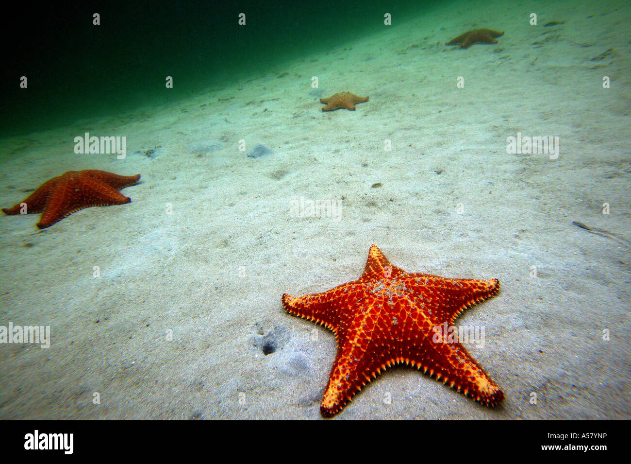 Unterwasser Fotografie von riesigen seesternen bei Boca del Drago bei Isla Colon, Provinz Bocas del Toro, Republik Panama. Stockfoto