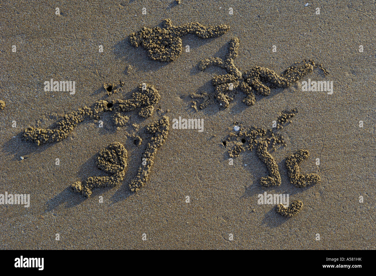 Spuren einer Krabbe, Scopimera Inflata, am Strand von Pastel, Nothern Territory, Australien Stockfoto