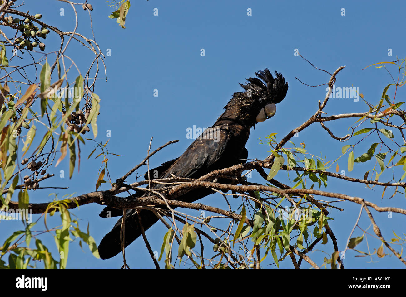 Calyptorhynchus Banksii, Kakadu NP, nördlichen Gebiet, Australien Stockfoto