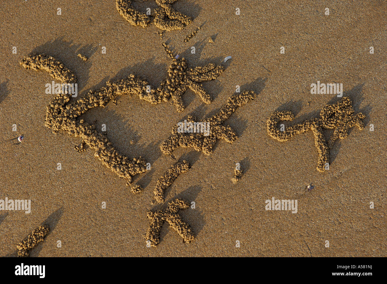 Spuren einer Krabbe, Scopimera Inflata, am Strand von Pastel, Nothern Territory, Australien Stockfoto