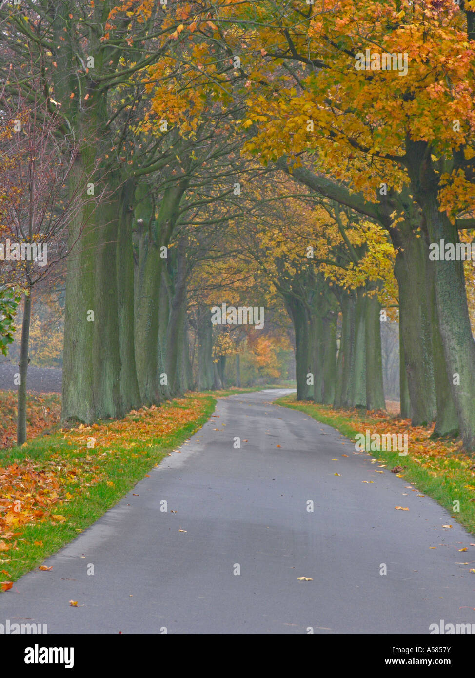 Gerade leer Land Straße Avenue im Herbst mit Bäumen in bunten Blättern Stockfoto