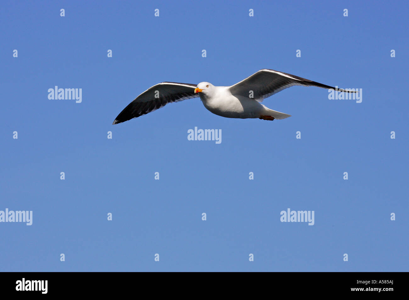 Fliegende weniger Black-backed Gull (Larus Fuscus) Stockfoto
