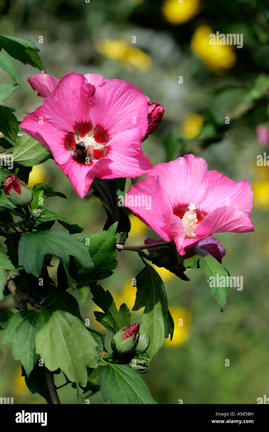 Hibiscus strauch Fotos und Bildmaterial in hoher Auflösung Alamy