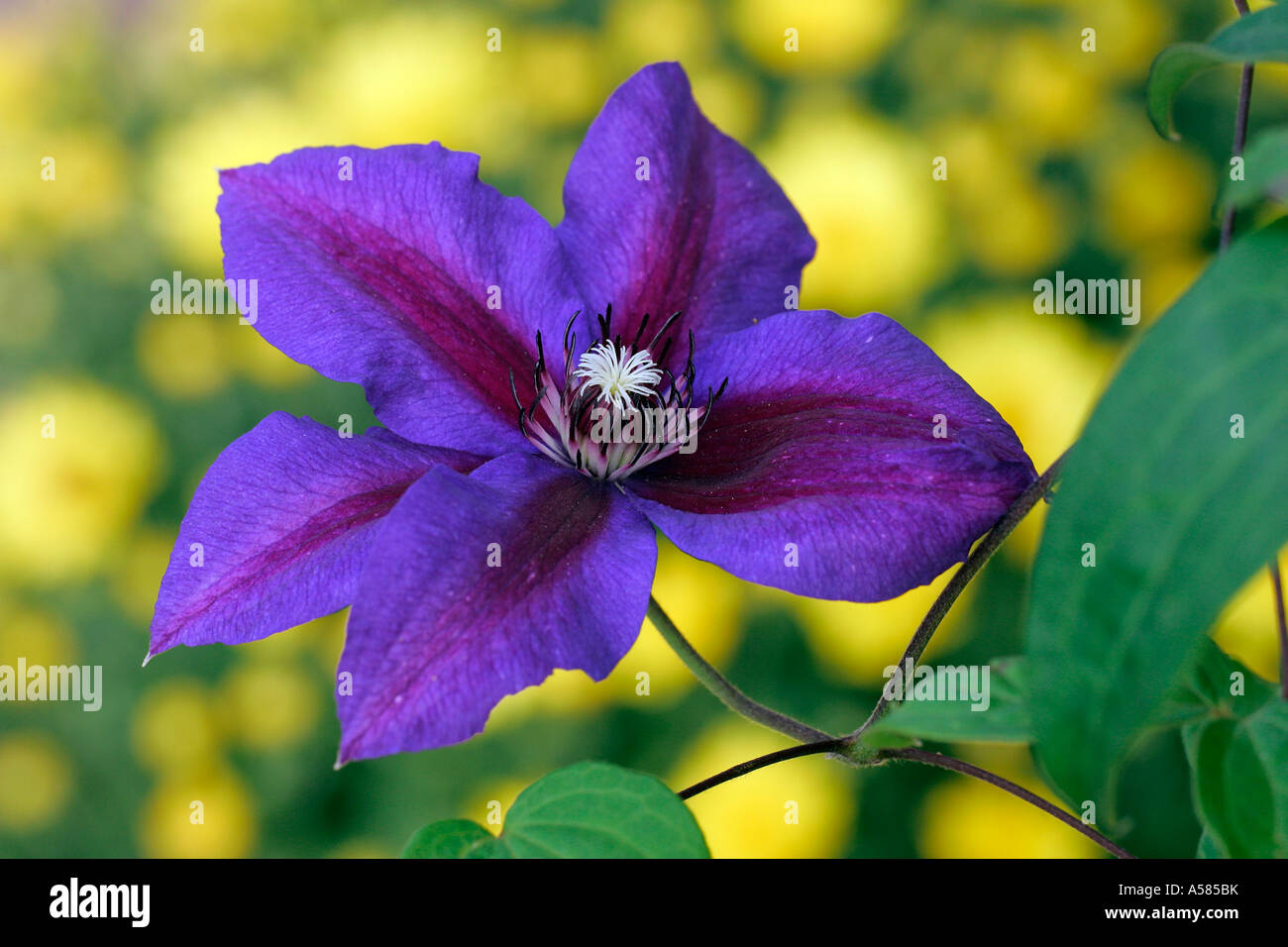 Blühende Clematis Mrs. N. Thompson (Clematis Mrs N. Thompson) Stockfoto