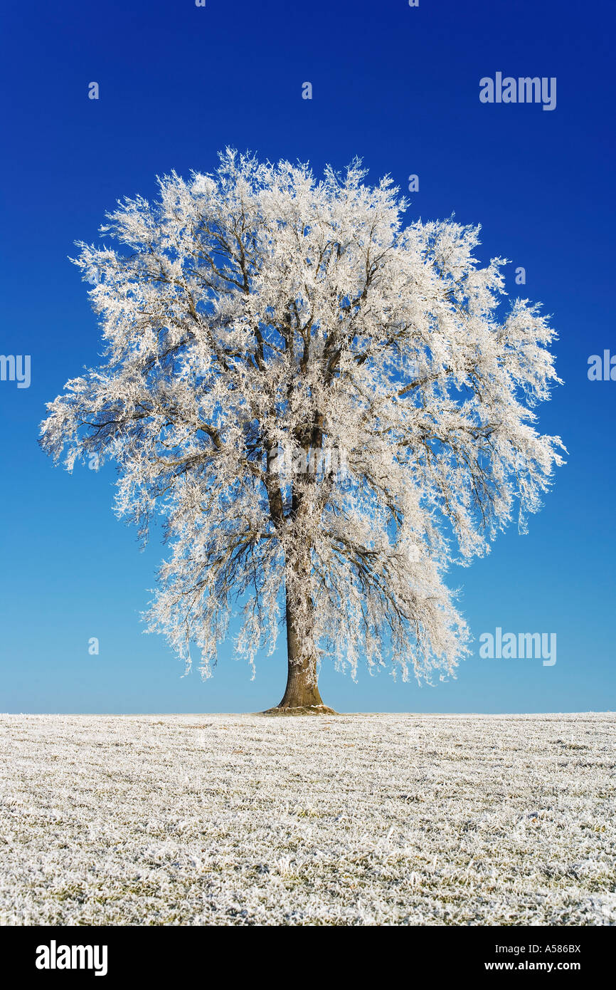 Hoarfrosted pedunculate Eiche (Quercus Robur) Stockfoto