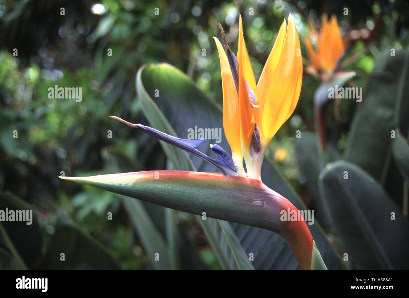 Bird Of Paradise Stockfoto