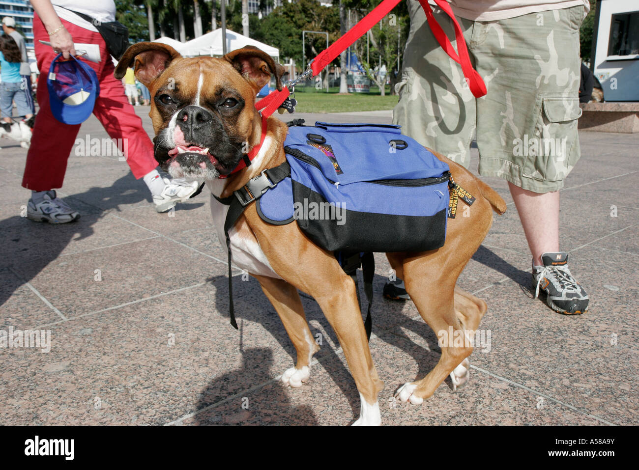 Miami Florida, Bayfront Park, Purina Walk für die Tiere, Fundraiser,  Unternehmen, Sponsor Tier, Boxer Hund Hunde, Rucksack, Leine, Besucher  reisen zu Stockfotografie - Alamy