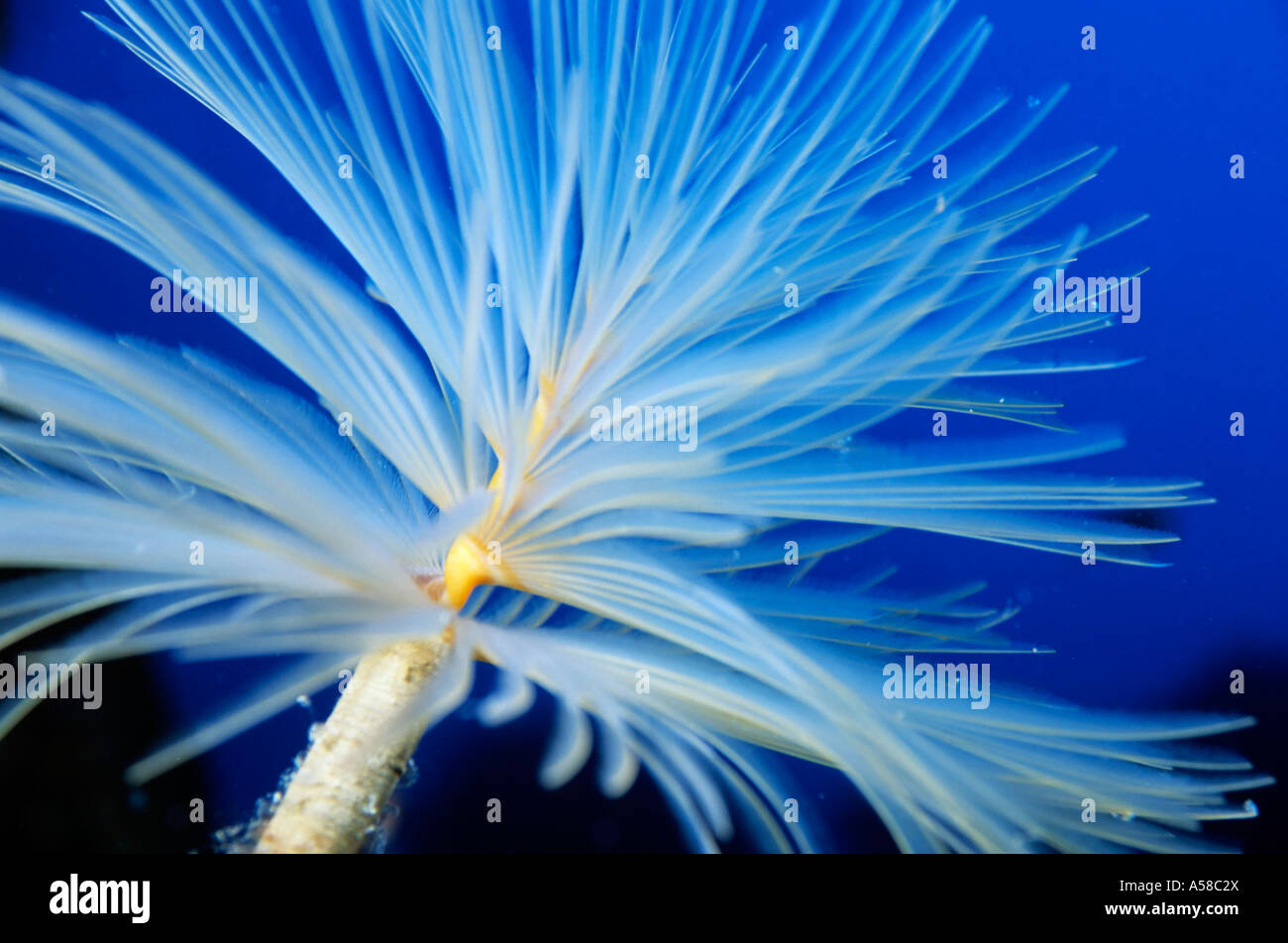 Exquisite Staubwedel Wurm (Sabella Spallanzanii) schwebt im blauen Wasser. Stockfoto