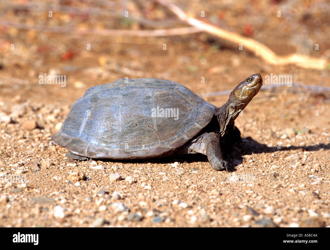 Tiere, Schildkröte Stockfoto