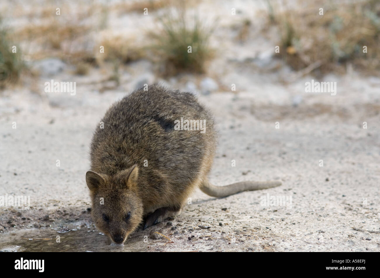 Quokka (Setonix Brachyurus) am touristischen Brunnen trinken, im Sommer der Dürre, Februar 2007, Rottnest Island SW Australien Stockfoto