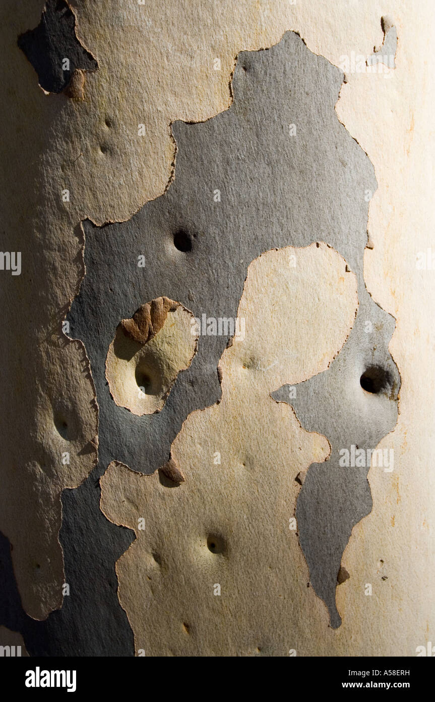 Spotted Gum (Eucalyptus Maculata) Rinde Muster, Western Australia Stockfoto