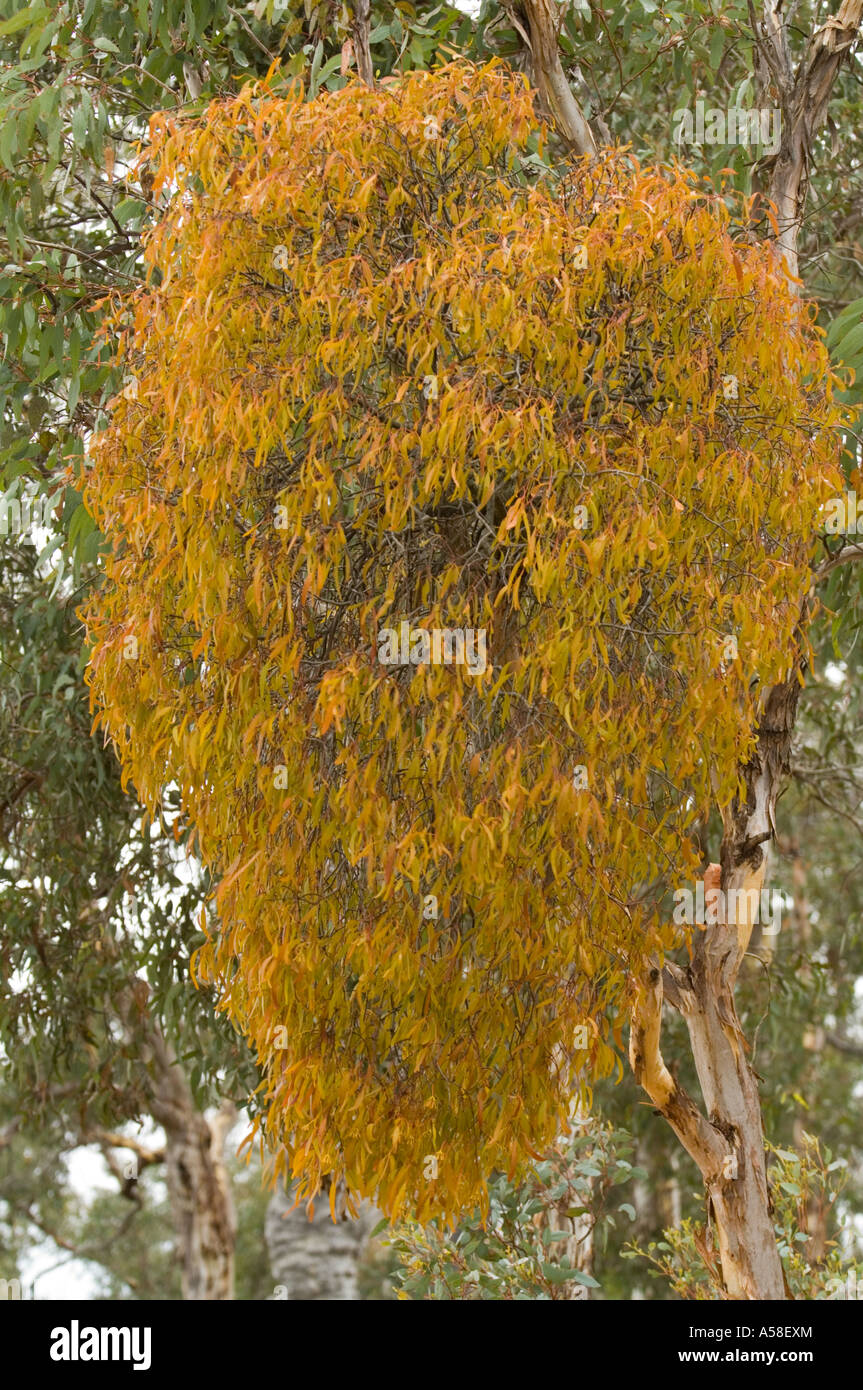 Mistel, Stirling Range Nationalpark, Februar Stockfoto