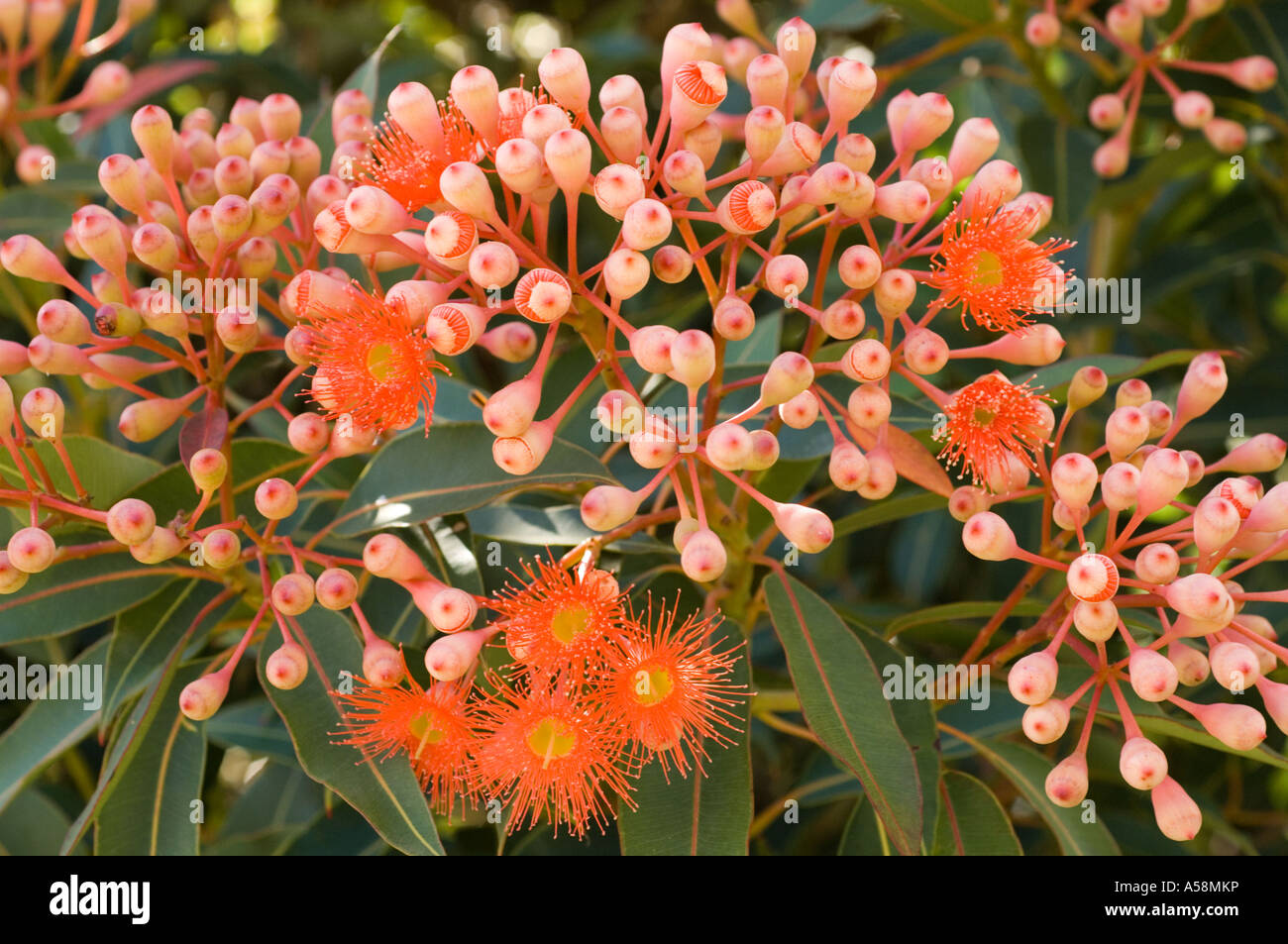 Rot blühende Eukalyptus (Corymbia Ficifolia) Blüten und Knospen, Australien, Februar Stockfotografie