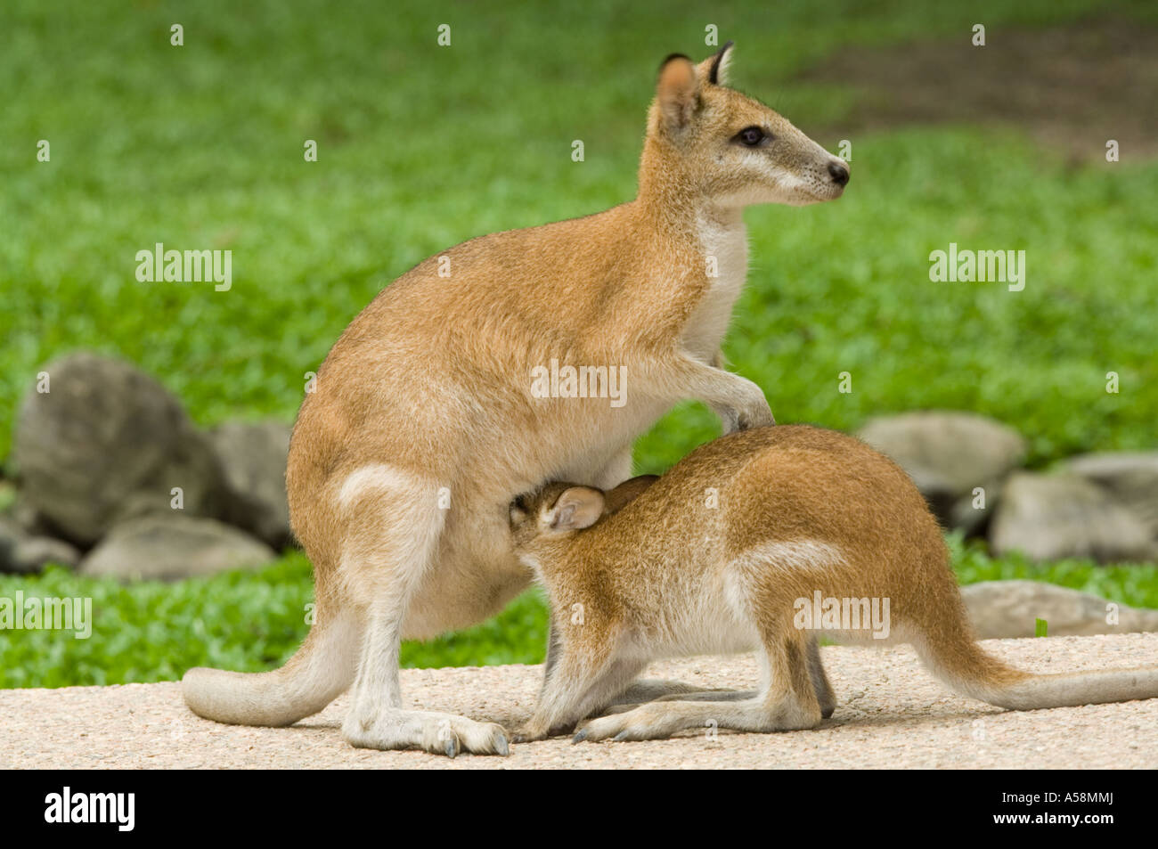 Agile Wallaby (Macropus Agilis) junge gesäugt von Mutter, Australien Stockfoto