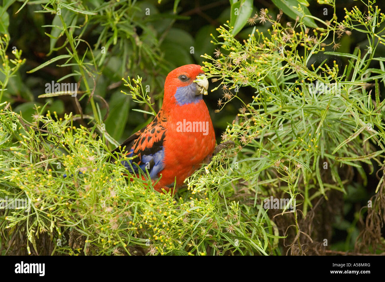 Pennantsittich (Platycercus Elegans) ernähren sich von Pflanzen, Lamington National Park-Queensland-Australien Stockfoto
