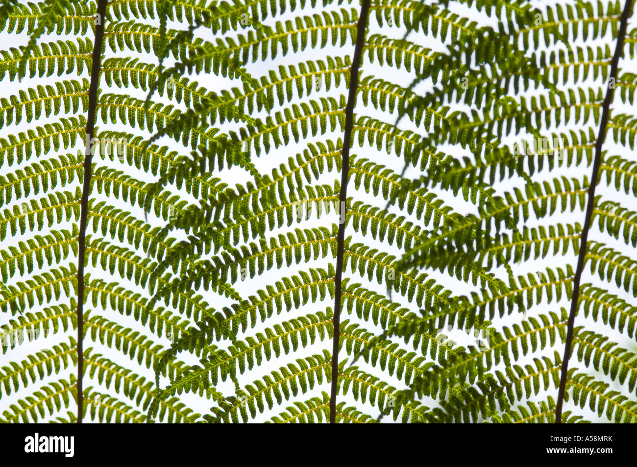 Farn, Wedel Detail, Botanischer Garten, Lamington National Park Queensland, Australien Stockfoto
