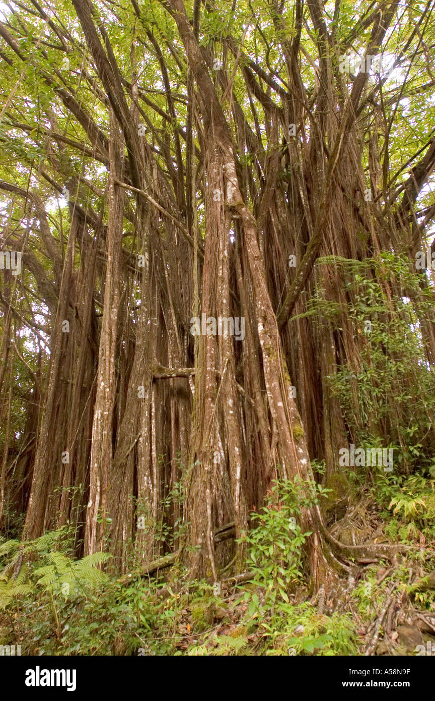 Banyan-Baum Hawaii Stockfoto