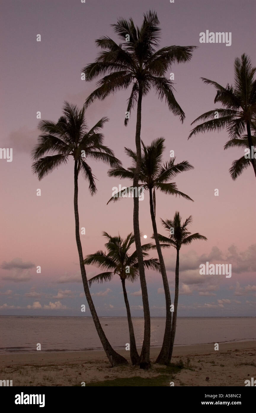 Mondaufgang über Palmen Hawaii Stockfoto