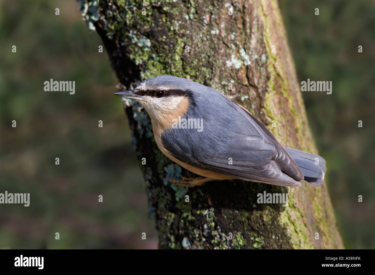 Kleiber Sitta Europaea thront auf Eiche Ast Alarm mit schönen Fokus Hintergrund Salcey Wald Northants suchen Stockfoto