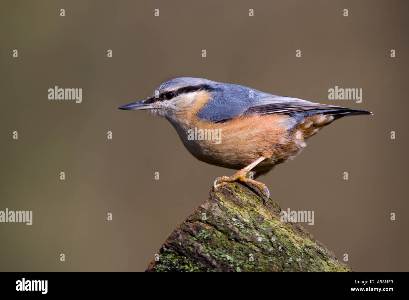 Kleiber Sitta Europaea thront auf Eiche Ast Alarm mit schönen Fokus Hintergrund Salcey Wald Northants suchen Stockfoto