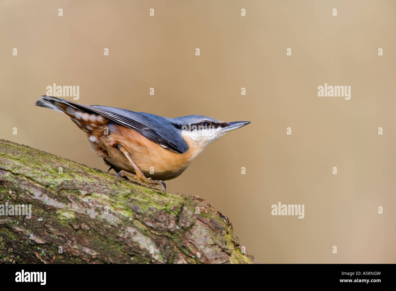 Kleiber Sitta Europaea thront auf Eiche Ast Alarm mit schönen Fokus Hintergrund Salcey Wald Northants suchen Stockfoto