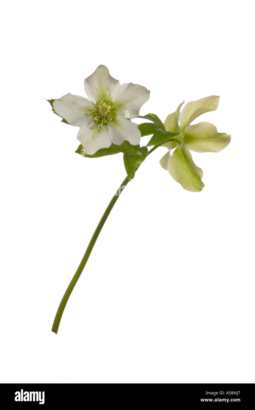 Nieswurz Helleborus Orientalis Ausschnitt. Volle Pflanze Flowerheads auf Stiel giftige Surrey England Stockfoto