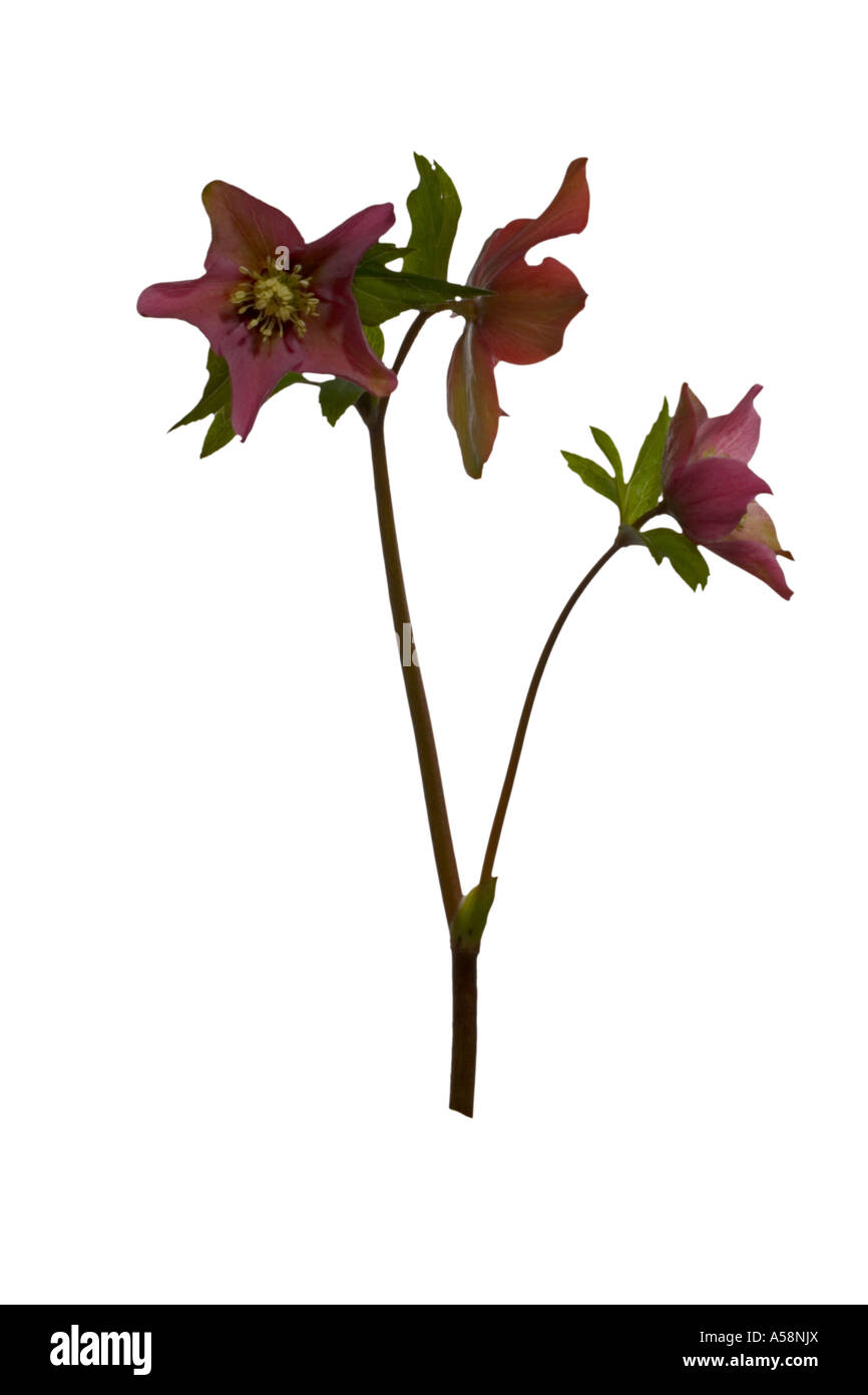Nieswurz Helleborus Orientalis Ausschnitt volle Pflanze Flowerheads auf Stiel giftige Surrey England Stockfoto