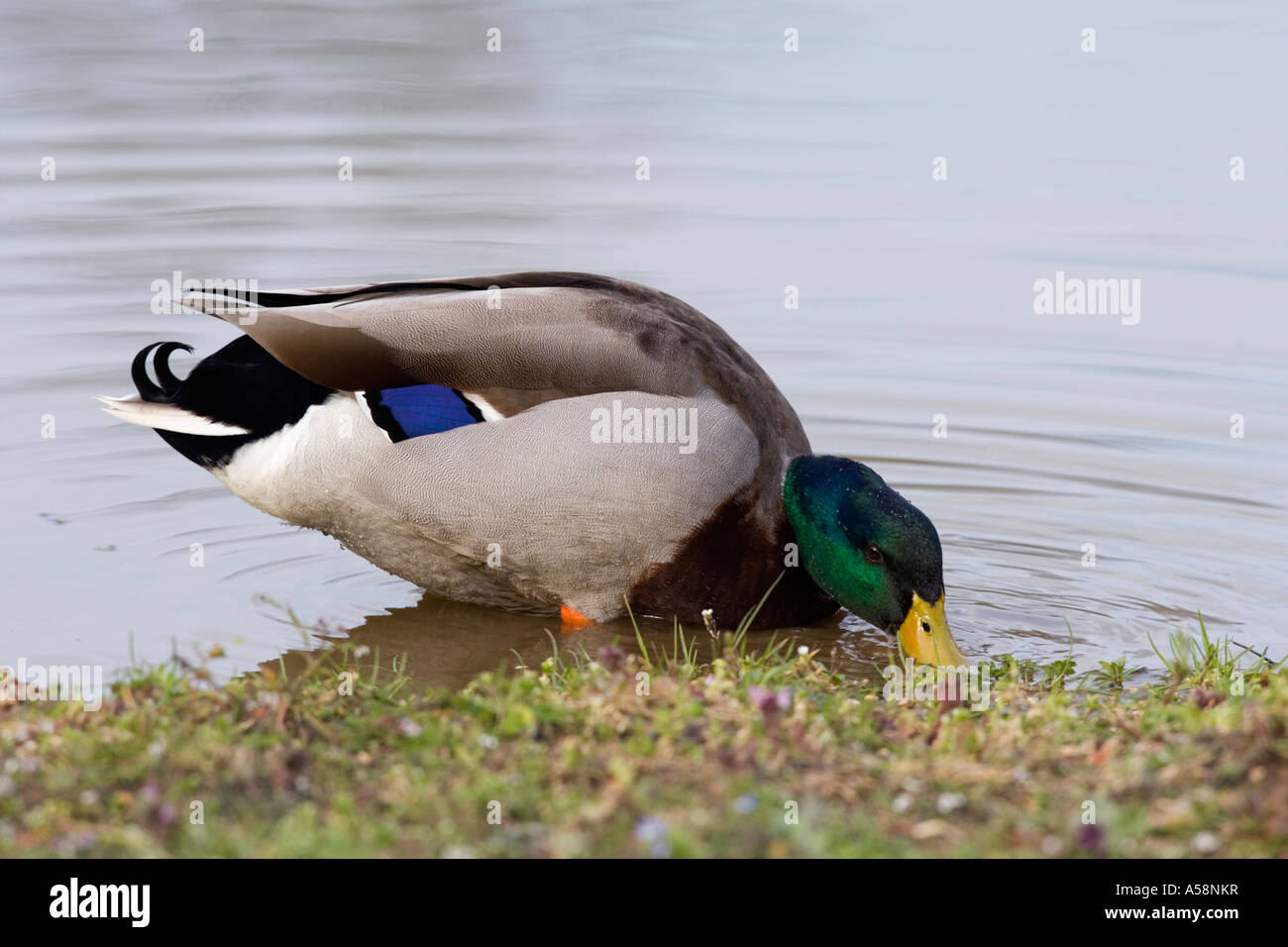 Männliche Stockente Anas Platyrhynchos Fütterung am Rand des Teiches Potton bedfordshire Stockfoto