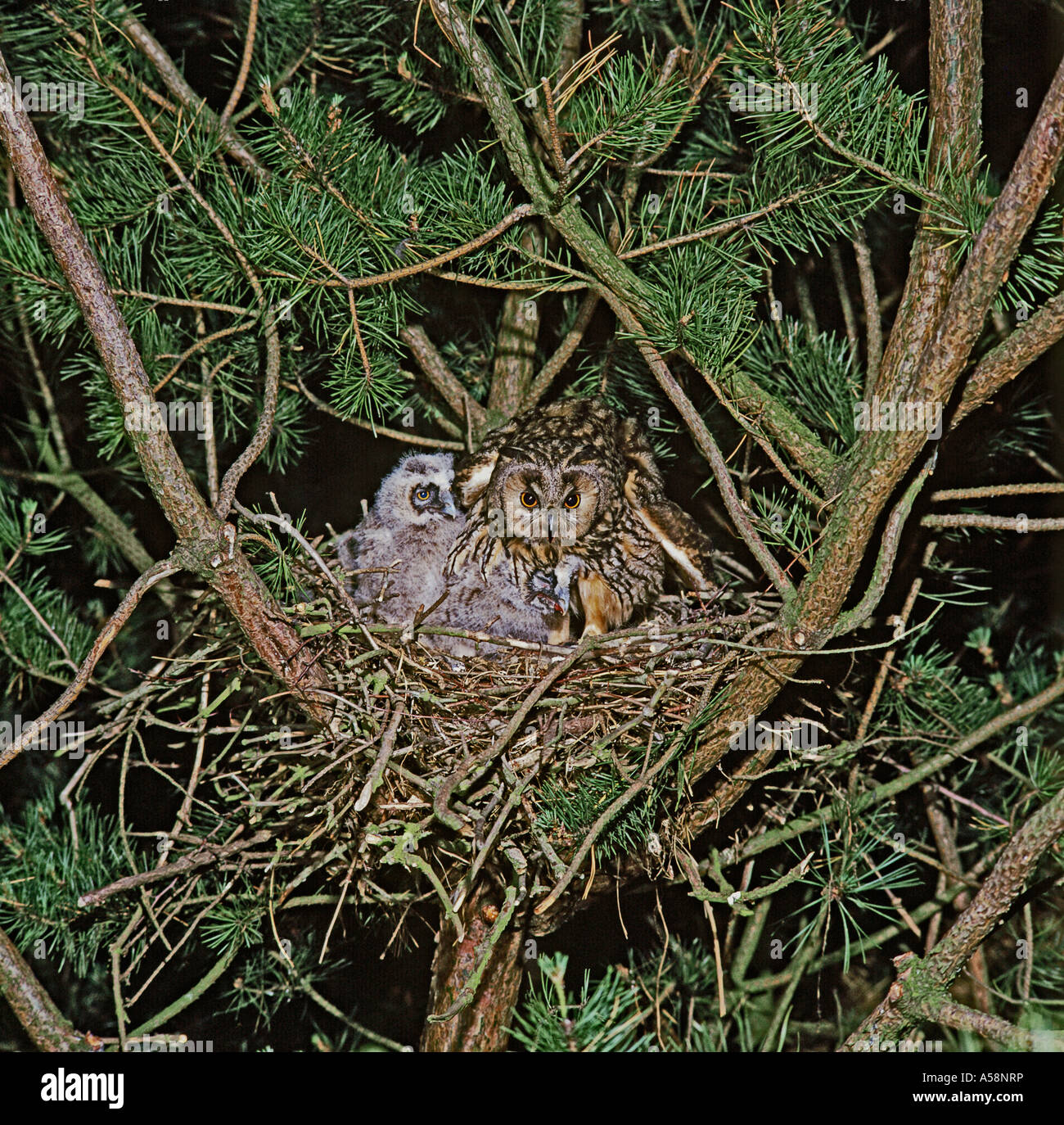Waldohreule. Weibchen am alten Krähe s Nest mit jungen Berkshire England Juni Stockfoto