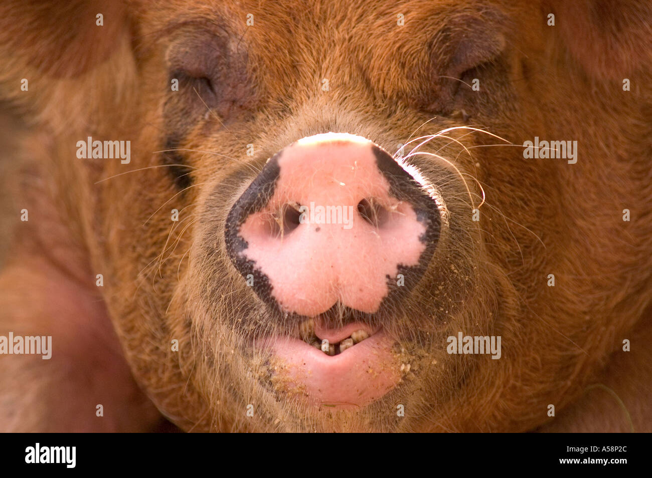 Schwein Saipan CNMI Stockfoto