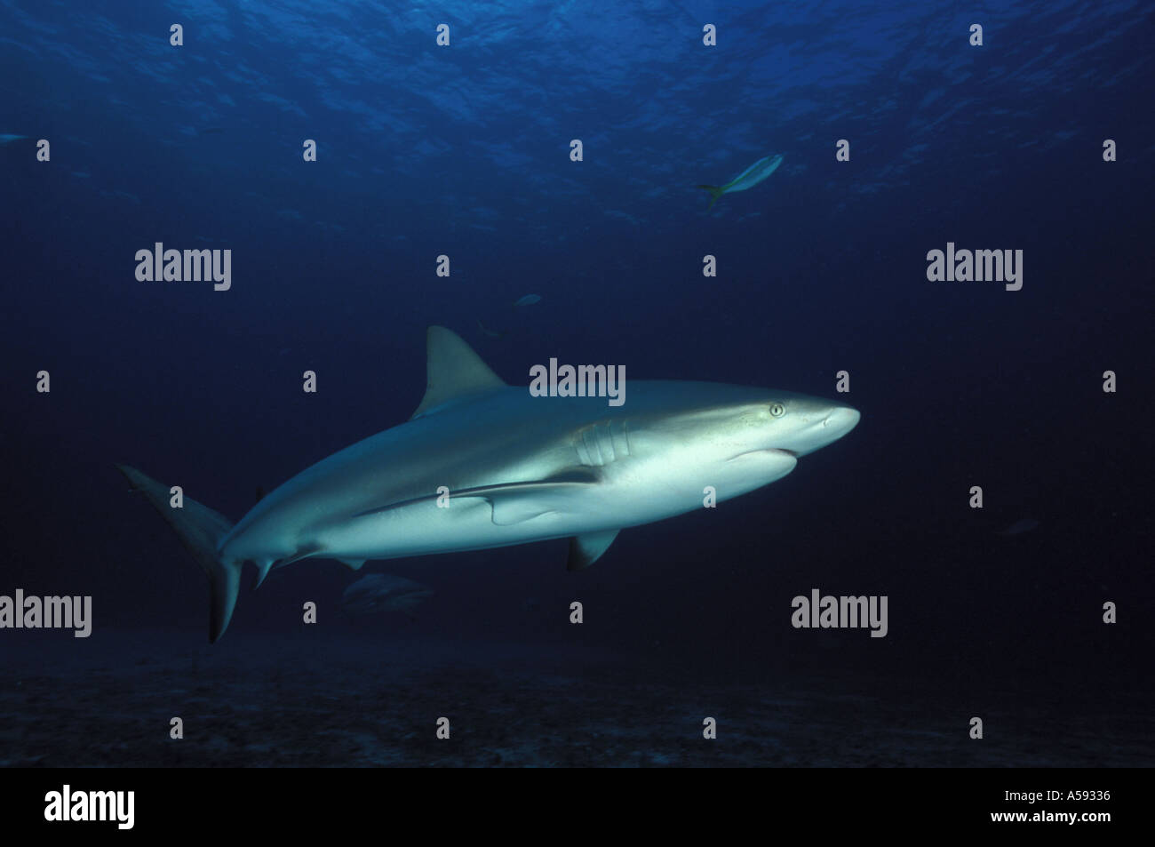 Caribbean Reef Shark Carcharinus perezi Stockfoto