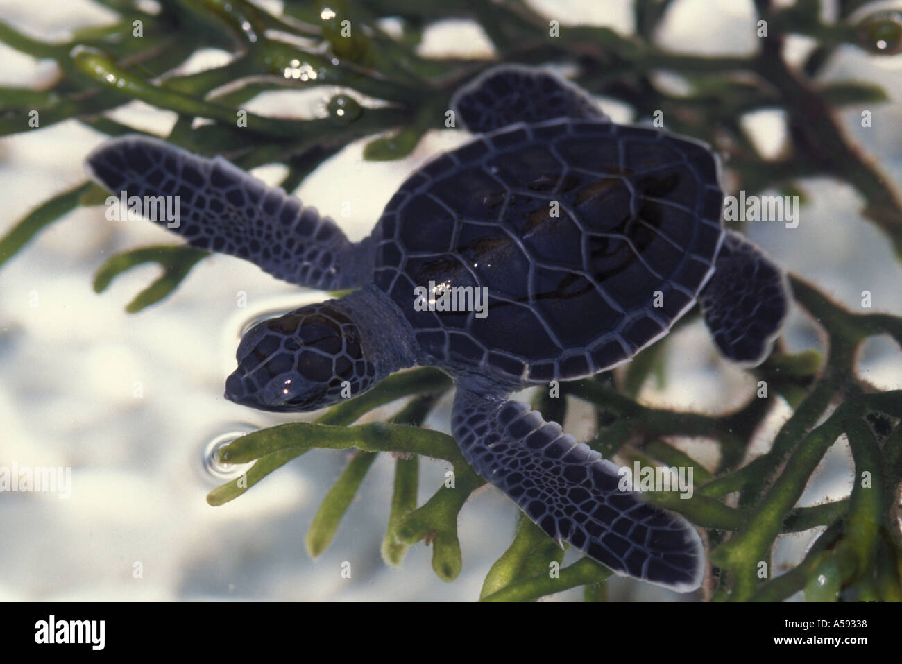 Grüne Schildkröte Chelonia Mydas Jungtier im Reha-Zentrum Stockfoto