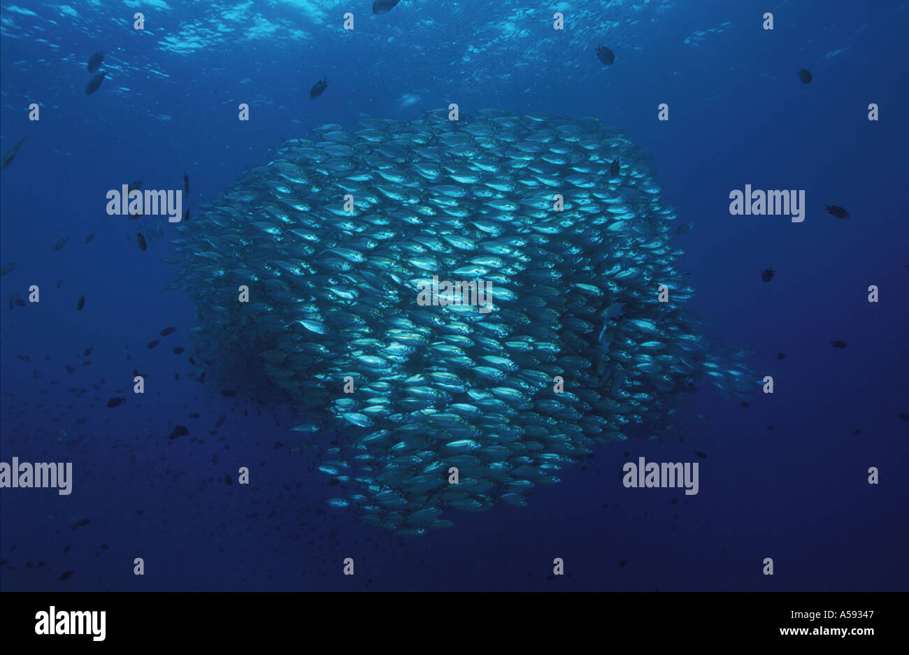 Glatte Heck Trevally Selaroides Leptolepis defensive Verhalten ausstellen Stockfoto